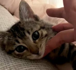 【閲覧注意】と記された保護猫の動画に713万件の反響「これは刺激が強すぎて危険」「心臓持ってかれた」