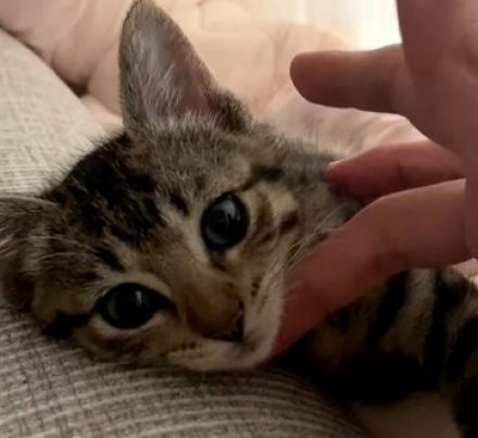 【閲覧注意】と記された保護猫の動画に713万件の反響「これは刺激が強すぎて危険」「心臓持ってかれた」