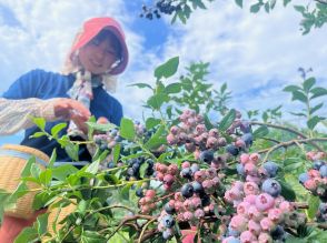 「味も大きさも魅力的」ブルーベリー、昼夜の寒暖差でおいしく　信濃町、収穫進む