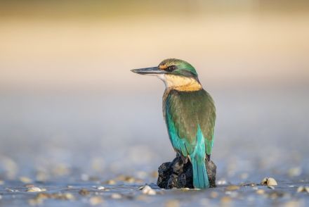 高性能カメラで撮影した写真を限界までズームすると⇒「ここまで見えるの！？」ニュージーランドの鳥の姿が話題