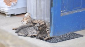 隣人が野良猫に餌…ふん尿に鳴き声、被害深刻　捕獲に裏付けとなる法令なし　住民主体で管理する地域も