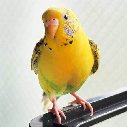 「奇跡のような出来事」　迷子のインコが23キロ先で…　「どうやってきたのか」飼い主驚き