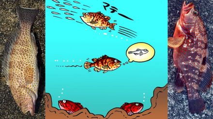 根魚なのに小魚を追いかけて泳ぎ回る!? ハタをルアーで釣る「グルーパーゲーム」の魅力を第一人者が徹底解説!!