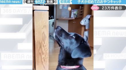 子犬が“おやつキャッチ”に初挑戦…果たして結果は！？チャレンジする様子に「愛くるしすぎ」「反応が遅いのもたまらない」と悶絶の声