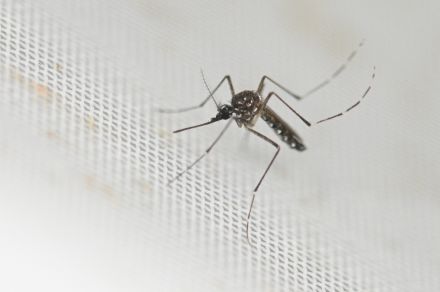 オロプーシェウイルスで世界初の死者 ブラジルの女性2人