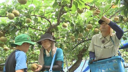 北海道から大分に移住　梨農家目指す夫婦　2年間の研修受け梨農園を継承へ