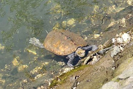 希少なカメを飼育し「いらない」と川に遺棄→注意したら「逃してやった」居直り＆逆ギレ　横暴な行為に批判殺到