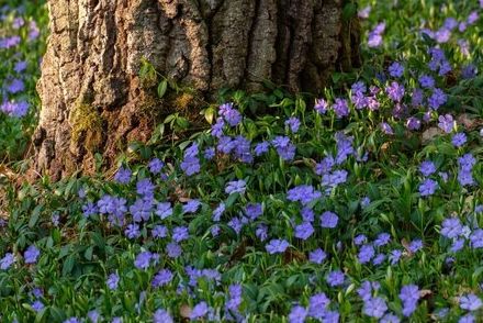 【ガーデニング】植えてはいけない常緑グランドカバー？「ぐんぐん育ち過ぎる植物」要注意4選