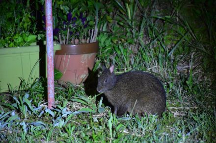 「わが家の客はクロウサギ」絶滅危惧種の“アマミノクロウサギ”の写真展が開催　“民家の庭先”に出現する様子も【鹿児島発】