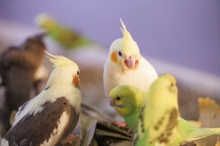 東京ドームシティに屋内型ふれあい動物園「アニタッチ」がオープン。夜行性動物エリアやバードパラダイスが新登場