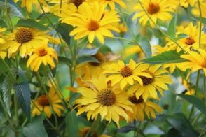 夏ガーデンにおすすめの《美しい花を咲かせる宿根草 7選》暑さに強い＆ナチュラル！