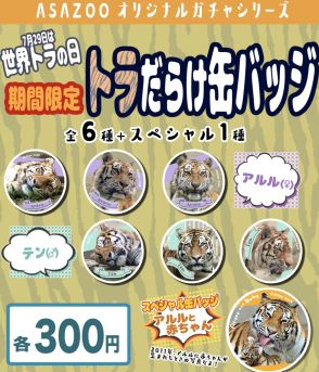 広島の動物園が「トラだらけ缶バッジ」　「世界トラの日」に合わせて企画