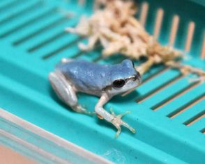 色素欠けて青色に  根羽村カエル館に突然変異のアマガエル【長野県】