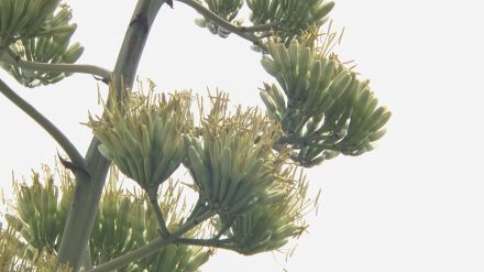 数十年に1度花を咲かせるという「リュウゼツラン」今年相次ぎ開花、なぜ?　専門家に聞くと…「2つの理由」