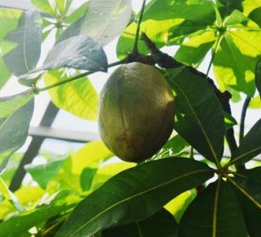 「より幸運が訪れる前兆」 育てて30年…人気の観葉植物が初結実　沖縄・西原町