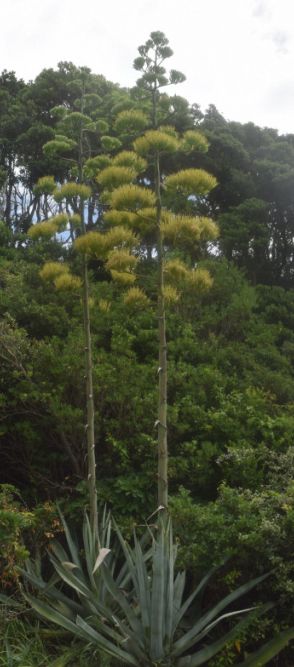 数十年に一度　「アオノリュウゼツラン」開花　和歌山・白浜