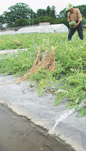 出荷目前のスイカに豪雨襲う　東北大雨、広範囲で畑冠水　秋田