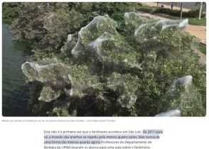 《ブラジル》「熱帯に雪？」クモが大発生＝名勝砂丘レンソイスの玄関口で