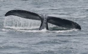 クジラがボートに乗り上げ転覆。釣り人たちが海に投げ出される　アメリカ