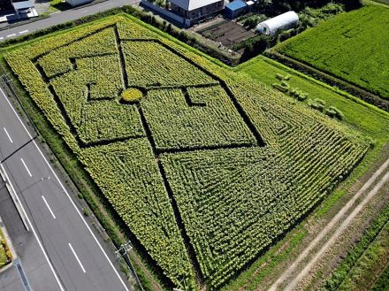 「ヒマワリ畑の迷路」お目見え　楢葉・北田、国道6号付近