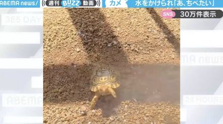 「あ、ちべたい」飼い主に水をかけられて困惑するカメの姿が、SNSで絶賛の嵐 「イヤな顔してこっちくるのかわいすぎ」