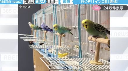 「まるで戦隊ヒーロー！」5羽のインコが勢いよくケージから飛び出す様子に「地球を守るため出動だ！」「ゴーゴーファイブみたい」と話題