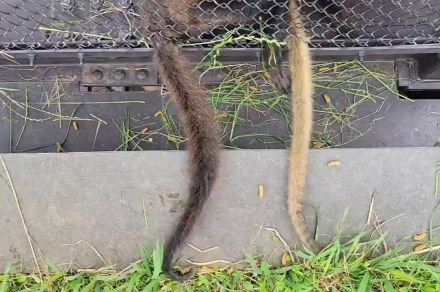 「これは何の動物のどの部分でしょう」茨城県の動物園が出題した動物クイズが難問だった。あなたは答えられる？