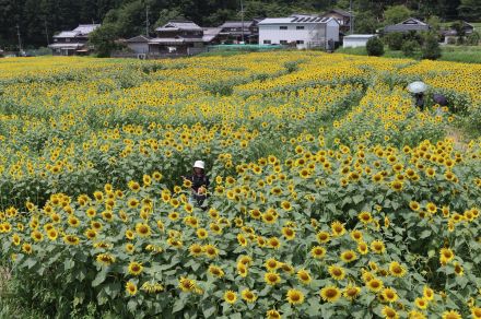 夏の大迷宮　住民丹精のヒマワリ40万本見頃　巨大迷路に「ワクワク」／兵庫・丹波市