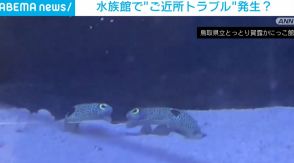 水族館でご近所トラブル チンアナゴ同士の“ケンカ”勃発