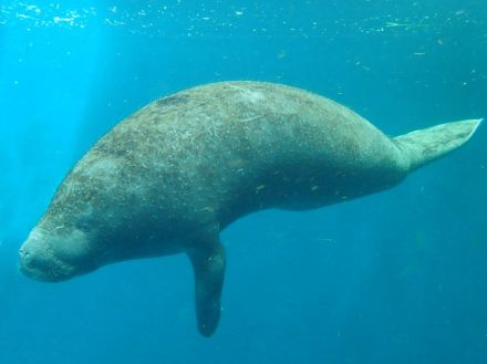 鳥羽水族館、国内唯一飼育するアフリカマナティー雄の「かなた」が天国へ