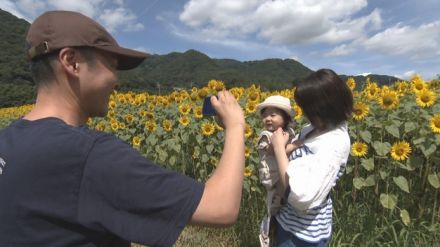 青空の下に黄色いヒマワリ畑　夏の風景広がる　岡山