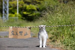 「立ち入り禁止」境界線を守る猫「ここで通行手形を見せるのニャ！」【沖昌之】