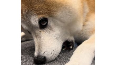 もしかして人間?上目遣いで床をかむ柴犬のいじけ方がクセ強すぎ…どうしてこうなったのか状況を飼い主に聞いた