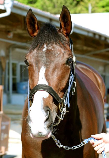 【クイーンＳ】武豊騎手騎乗の初タイトル狙う３歳馬が１番人気　前日最終オッズ