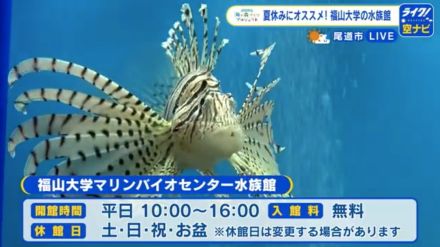 学生が運営する手作り感満載の水族館　ヒトデやウニが触れるプール　入場無料で学生のガイド付き　広島・福山大学