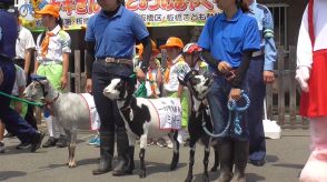 「飛び出しちゃだめぇ～」板橋子ども動物園の3頭のヤギが警視庁板橋署の1日署長に　交通安全を呼びかけ