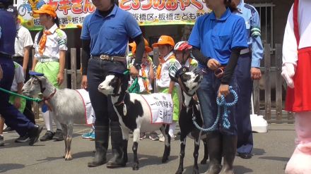 「飛び出しちゃだめぇ～」板橋子ども動物園の3頭のヤギが警視庁板橋署の1日署長に　交通安全を呼びかけ