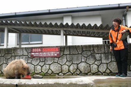 カピバラがスイカ早食い競争　栃木・那須どうぶつ王国など全国５カ所で「カピリンピック」　代表「ギバ」は第３位に