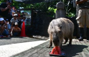 カピバラがスイカ早食い「カピリンピック」！　伊豆シャボテン動物公園のギンナンに銀メダル