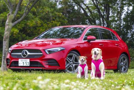 犬だって車酔いします！ 愛犬が快適に車内ですごせるための対策法とは？ 30年の経験を元にドッグライフプロデューサーが伝授します