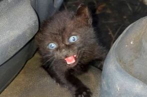 猛暑の夏、廃車の中からボロボロの子猫を緊急保護。4年後、美しい黒猫へと成長し迎えた誕生日に「おめでとう」「ますます幸せであれ」と祝福の声殺到