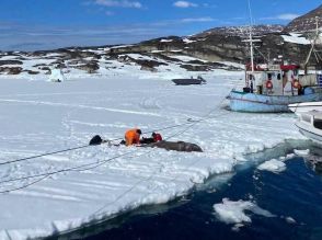 グリーンランドのサメはなぜ200年以上生きられるのか…人間の老化に関する研究が進歩するかもしれない（海外）