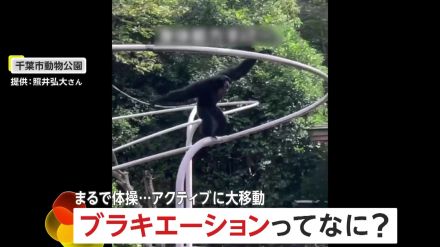 脅威の身体能力!まるで体操競技…アクロバティックに大移動テナガザルのハートちゃん「ブラキエーション」で飛び回り　千葉市