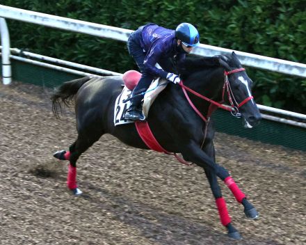 日曜メインレースの注目激走馬…新潟７Ｒアイビスサマーダッシュ・Ｇ３