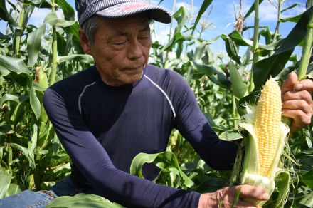 収穫本格化　蒜山高原特産スイートコーン　糖度18～21度／岡山・真庭市