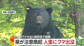 人里にクマ出没…体長135cm・体重約90kgの成獣がシカ用ワナに　麻酔で眠らせ山へ　出没急増…県が注意喚起　長野・安曇野市