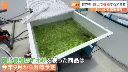 温暖化による海水温上昇などでピンチのアオサ　供給不足解消を目指す陸上養殖プロジェクト【SUNトピ】