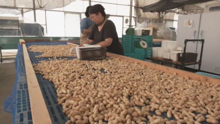 愛知・碧南市で生ラッカセイの収獲最盛期　おつまみとしても人気