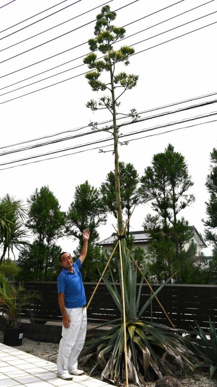 貴重な姿、頭上はるか　栃木で数十年に１度咲く「アガベ」開花　全長は…