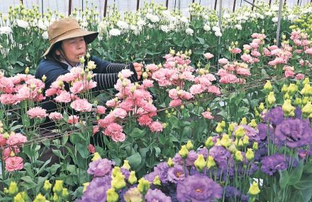 トルコキキョウ華やか　富山・朝日町で出荷